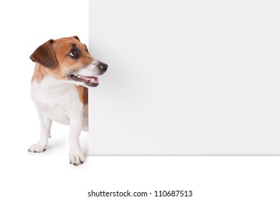  dog is looking out from behind a poster. Jack Russell terrier with white empty poster. Copy paste space. Mockup template for gift certificate