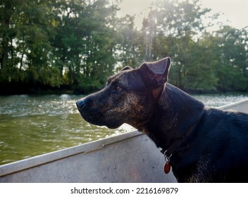 Dog Looking Out Of Boat In Louisiana Swamp With Cypress Trees During The Golden Hour Up Close Mid Angle