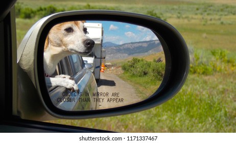 Dog Looking Out Car Window On Travel Trip , Rear View Mirror