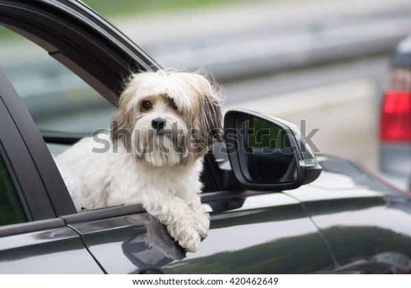 Dog looking out of a car\
window\
