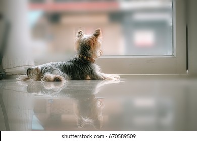 The Dog Looking Out Of The Door