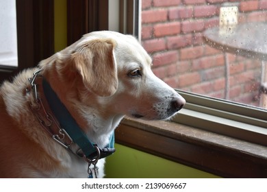 Dog looking out of a window