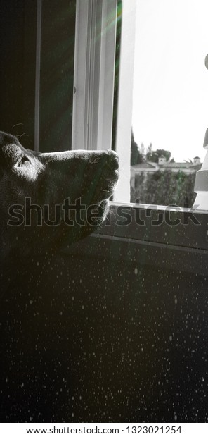 Dog looking out a\
window