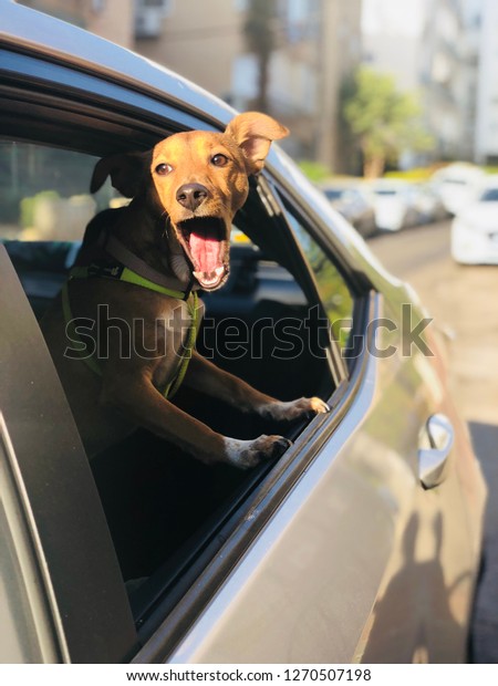 A dog looking out of\
window of a car.