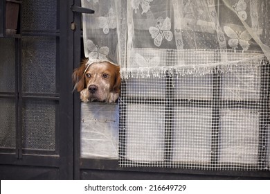 Dog Looking Out The Window In The Door