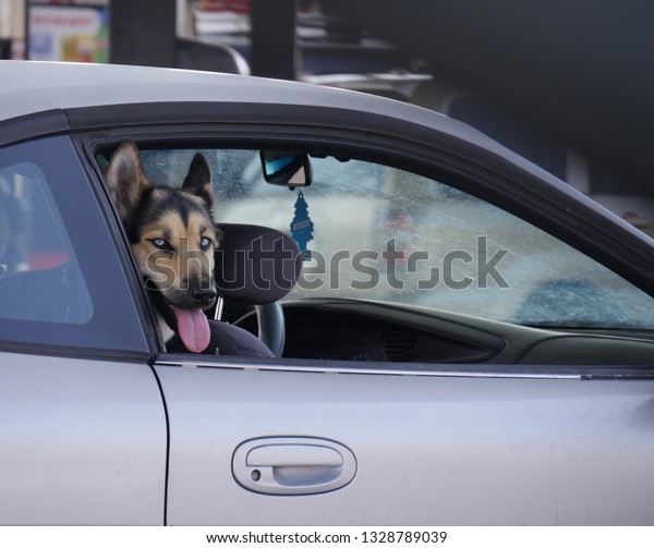 Dog looking out of the window from the passenger side of\
a car 
