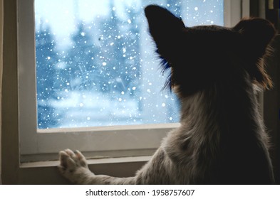 Dog Looking Out Window, Winter Scene 