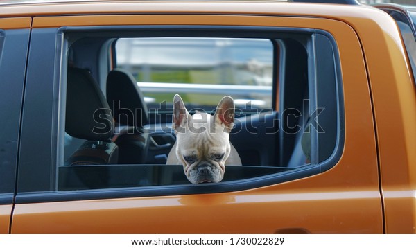 Dog looking outside a car\
and down