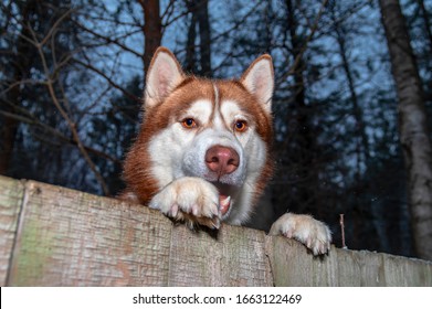 Dog looking over backyard fence smiling, stuck out his tongue. Dog peering over wooden fence. Muzzle and paws dog over fence