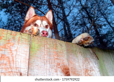 Dog looking over fence. Dog peering over wooden fence, bottom view, dark background.