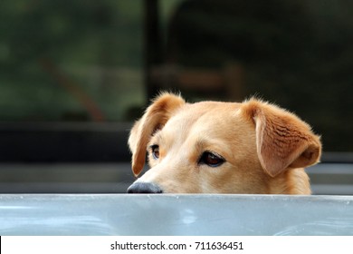 Dog Looking Over Truck Bed