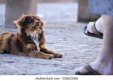 Dog Looking Up To Owner Waiting To Eat