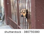 Dog looking peacefully thrusting its head into the gates.