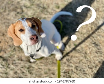 Dog Looking Up And Question Mark