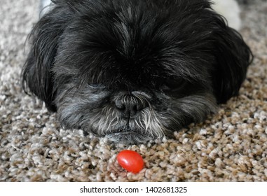 Dog Looking At A Red Jellybean