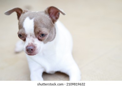 The Dog Looking Sad Waiting In Front Of The House. Straight Looking Face Strain Depress Worry. On Background Concrete Wall, Bare Cement. Pets Concept. Leave Copy Space Empty For Text Writing.