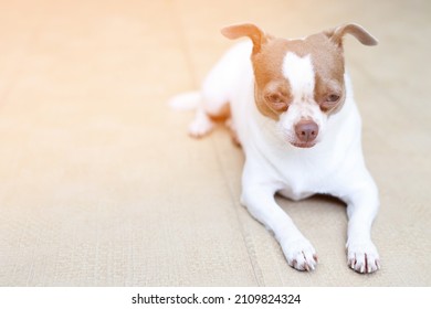 The Dog Looking Sad Waiting In Front Of The House. Straight Looking Face Strain Depress Worry. On Background Concrete Wall, Bare Cement. Pets Concept. Leave Copy Space Empty For Text Writing.