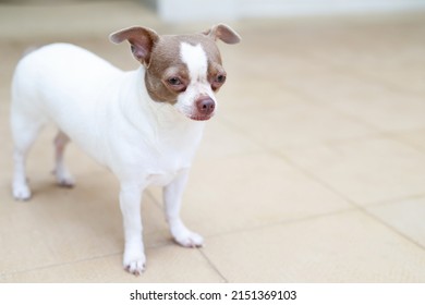 The Dog Looking Sad Waiting In Front Of The House. Straight Looking Face Strain Depress Worry. On Background Concrete Wall, Bare Cement. Pets Concept. Leave Copy Space Empty For Text Writing.