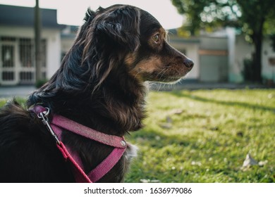 A dog looking to the side