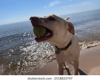 Dog Looking To The Side With Tennis Ball On Western Lake Michigan Lakeshore Town Oceana County In The Summertime - Powered by Shutterstock