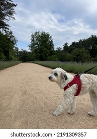 Dog Looking Sideways In The Park