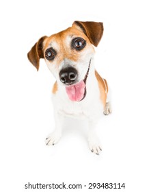 Dog Looking Up And Smiling. Smart Cute Happy Puppy  Isolated Over A White Background 