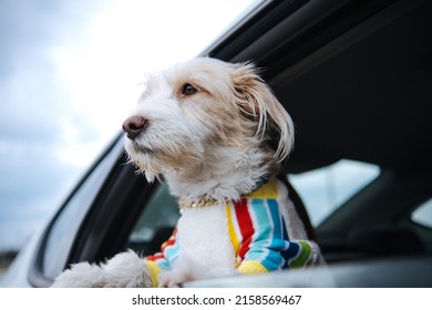 Dog Looking Through Car Window