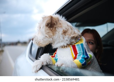 Dog Looking Through Car Window