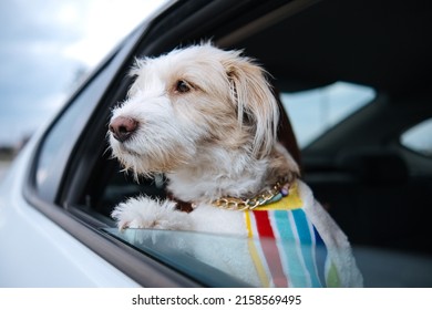 Dog Looking Through Car Window