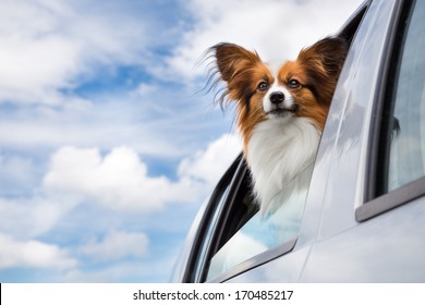 Dog looking through the open car window