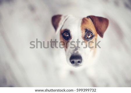 Similar – Legs of Couple and jack russell dog are sitting by the fireplace