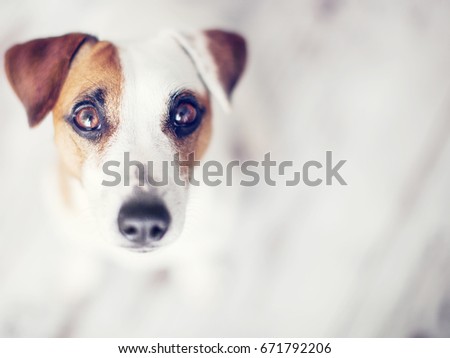 Legs of Couple and jack russell dog are sitting by the fireplace