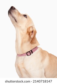Dog Looking Up, studio shot - Shutterstock ID 2140718147