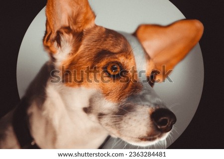 Similar – Legs of Couple and jack russell dog are sitting by the fireplace