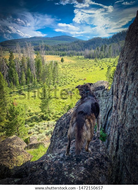 A dog looks down from a boulder pile\
on cows grazing in a valley below. Montana,\
USA.