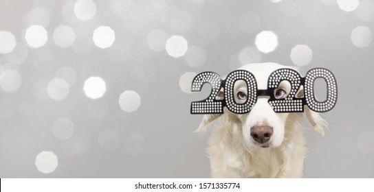 Dog Looks A Goat Celebrating Chinese New Year 2020. Wearing Text Glasses. Isolated On Gray Lights Background.