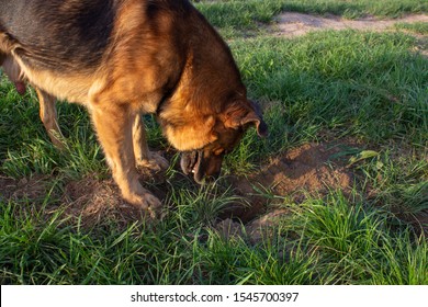 The Dog Looks Into The Hole,funny Dog Looking For Treasure In The Pit, Dog Dug A Hole In The Lawn