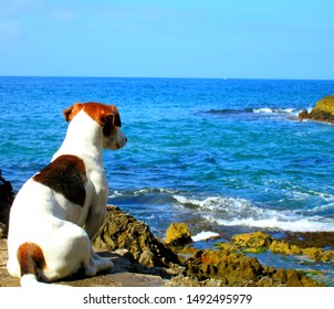 Dog Looks Into The Sea Saying Goodbye To Summer. Wild Beaches For Dogs