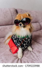 the dog looks like a woman. dog with a purse dressed in clothes and sunglasses. Pet fashion. National Dog Day. dapper dog