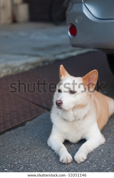 A dog looks on in Tokyo,\
Japan.