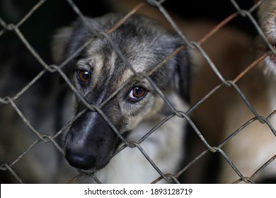 A dog looks on waiting to be adopted at a public animal shelter center in Sao Paulo, Brazil. - Powered by Shutterstock