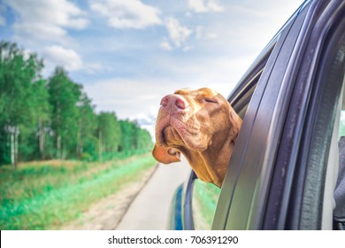 The dog looks out of the car
