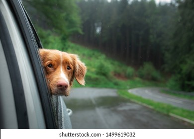 Dog Looks Out Of The Car Window. Pet Traveling, Fog, Rain. Nova Scotia Duck Tolling Retriever, Toller