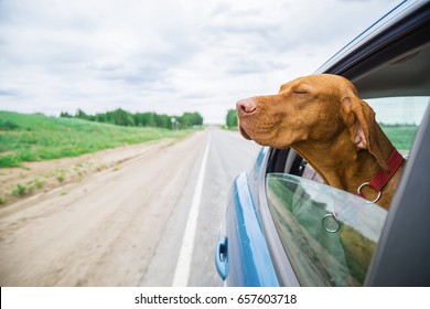 Dog Looks Out Of Car Window 