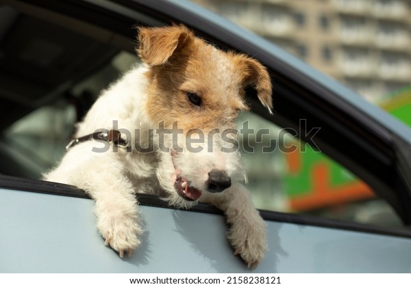 Dog looks out of car window.\
Animal in transport. Pet climbed out through window to\
outside.