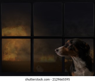 Dog looks out the window, explosion in the background.