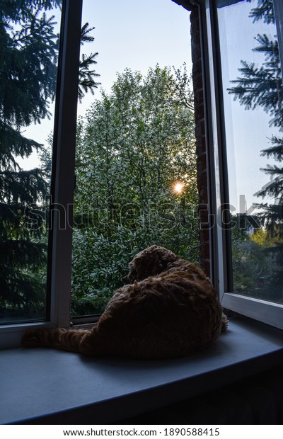 Dog looks out the window\
at sunset