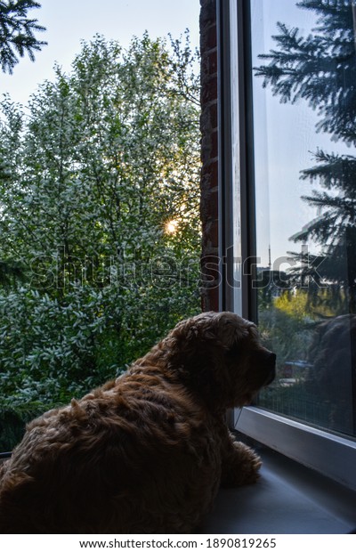 Dog looks out the window\
at sunset