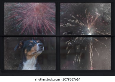 Dog looks out the window and watching the fireworks, appenzeller sennenhund 
