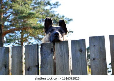 The dog looks over the fence